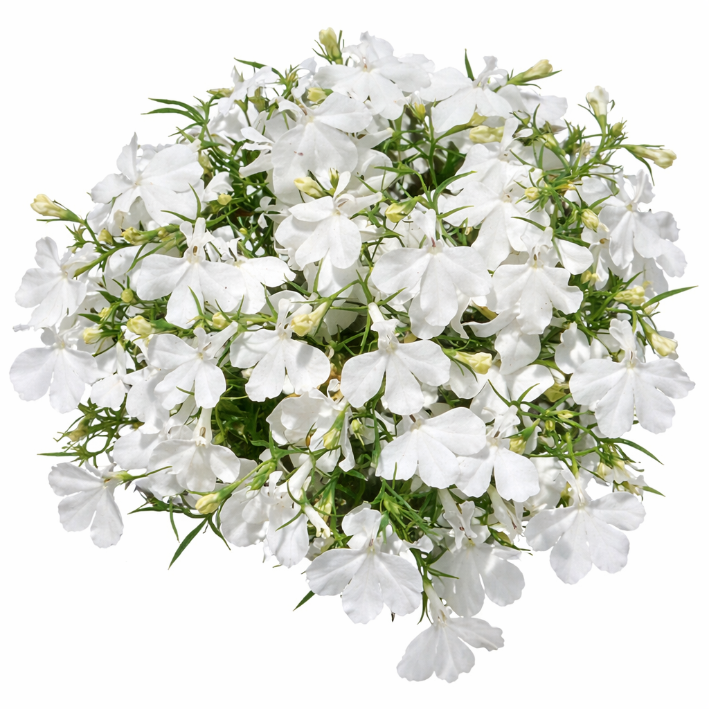 Lobelia erinus Riviera White | Garden Lobelia therapyofflowers.com
