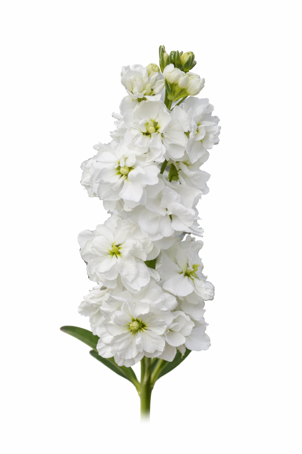 Matthiola incana Katz White | Stock therapyofflowers.com