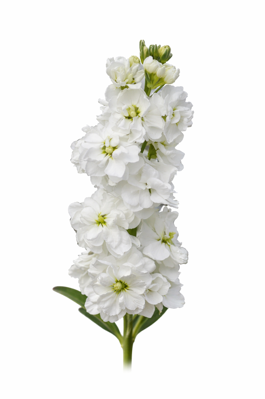 Matthiola incana Katz White | Stock therapyofflowers.com