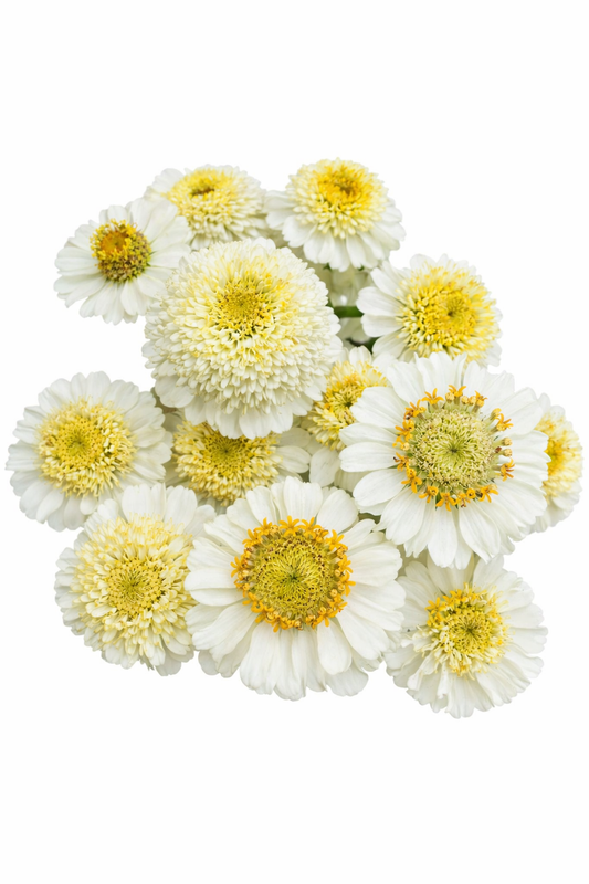 Zinnia elegans Zinderella White | Scabiosa-Flowered Zinnia therapyofflowers.com