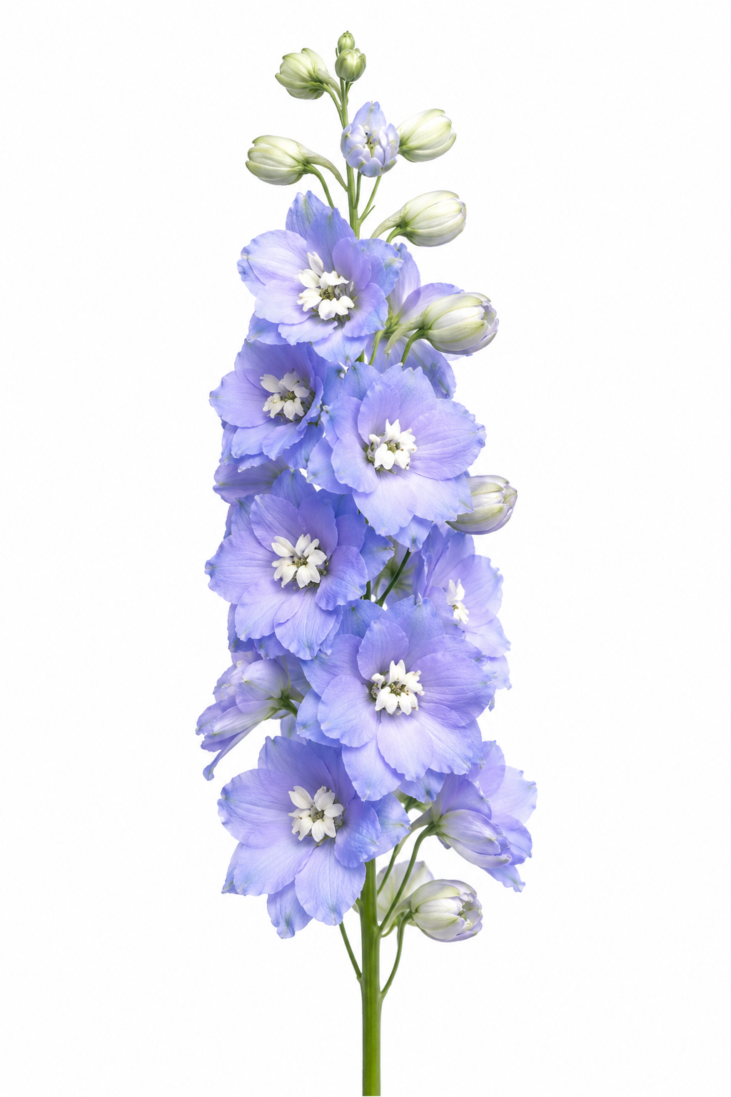 Delphinium Benary's Pacific Cameliard | Delphinium hybrida | Cut Flower therapyofflowers.com