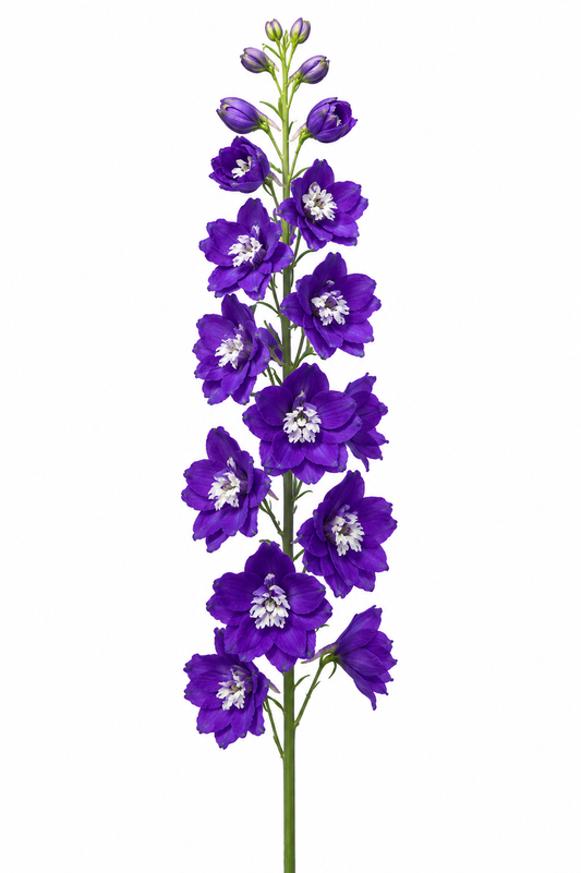 Delphinium Benary's Pacific King Arthur | Delphinium hybrida | Cut Flower therapyofflowers.com