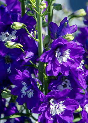 Delphinium Benary's Pacific King Arthur | Delphinium hybrida | Cut Flower therapyofflowers.com