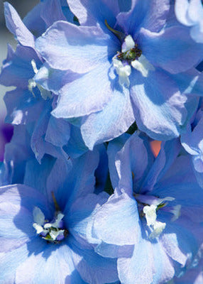 Delphinium Benary's Pacific Cameliard | Delphinium hybrida | Cut Flower therapyofflowers.com