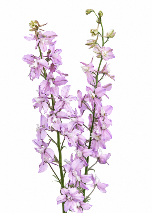 Delphinium consolida Fancy Belladonna | Larkspur