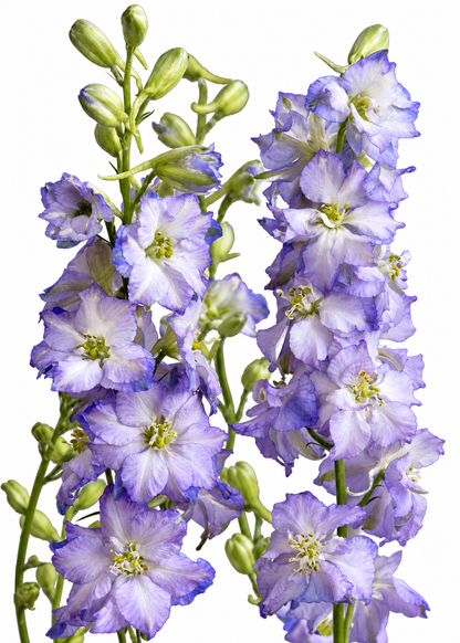 Delphinium consolida Fancy Purple Picotee | Larkspur