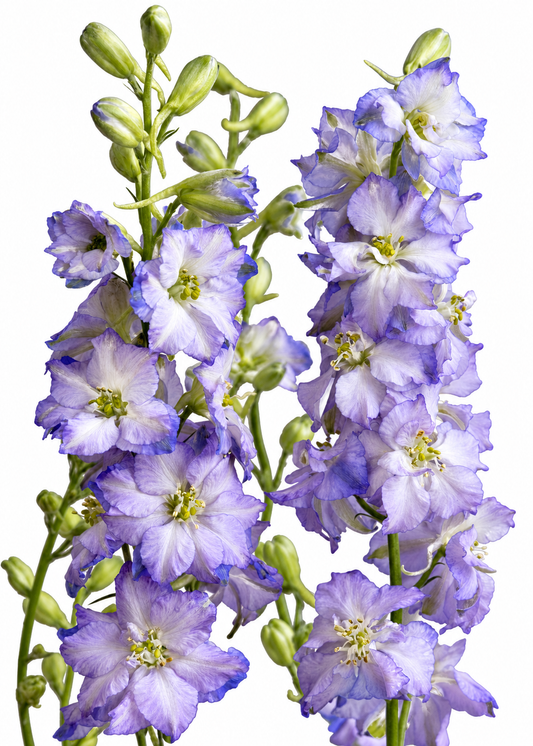 Delphinium consolida Fancy Purple Picotee | Larkspur