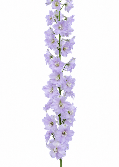 Delfīnija Candle Lavender Shades Imp. F1 | Delphinium elatum 