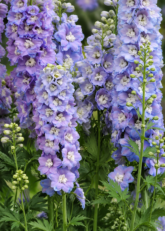 Espuela de caballero Guardian Lavender F1 | Delphinium elatum