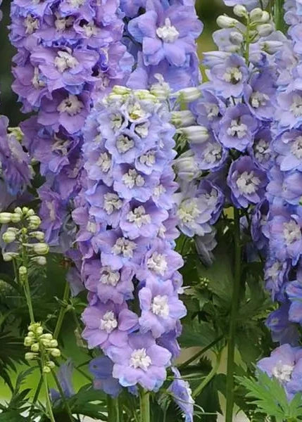 Ostróżka wyniosła Guardian Lavender F1 | Delphinium elatum