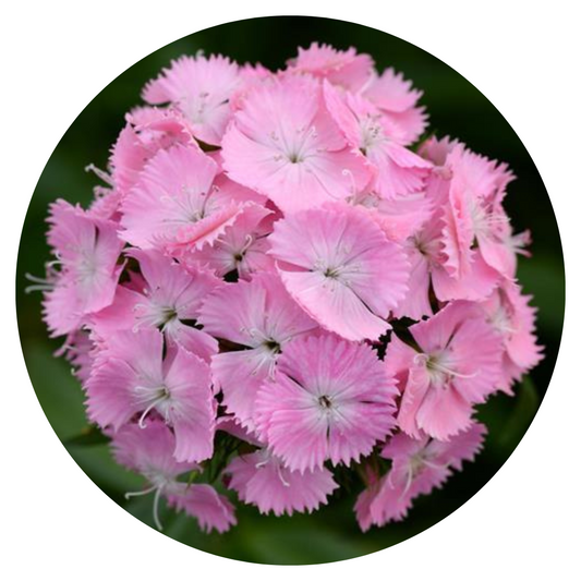 Dianthus barbatus Sweet Pink