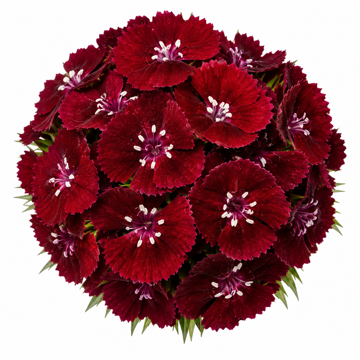 Dianthus barbatus Sweet™ Black Cherry F1 | Sweet William | Pelleted therapyofflowers.com