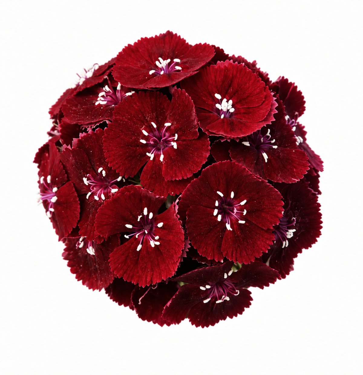 Dianthus barbatus Sweet™ Black Cherry F1 | Sweet William | Pelleted therapyofflowers.com