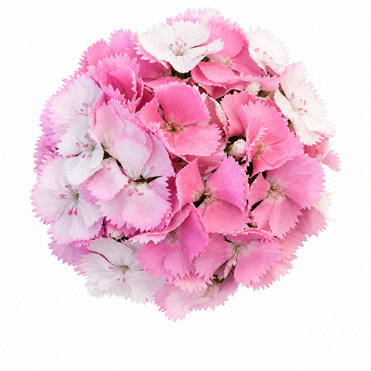 Dianthus barbatus Sweet™ Cherryblossom Magic F1 | Sweet William | Pelleted therapyofflowers.com