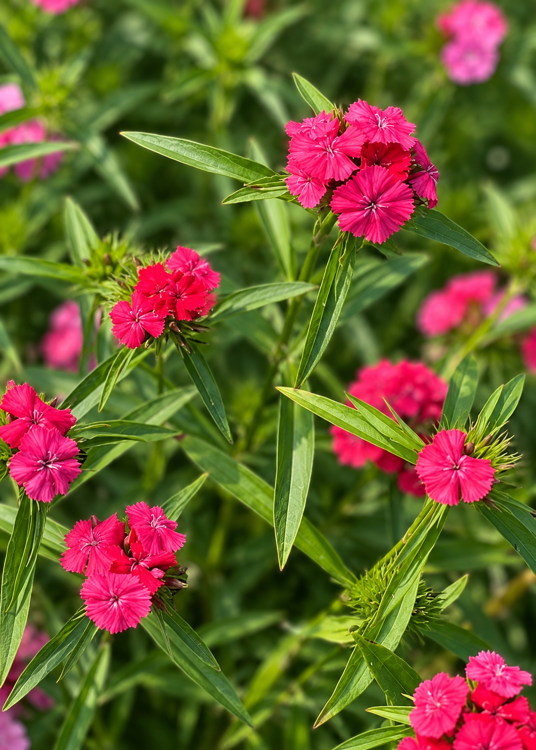 Dianthus barbatus Sweet™ Coral | Sweet William | Pelleted therapyofflowers.com