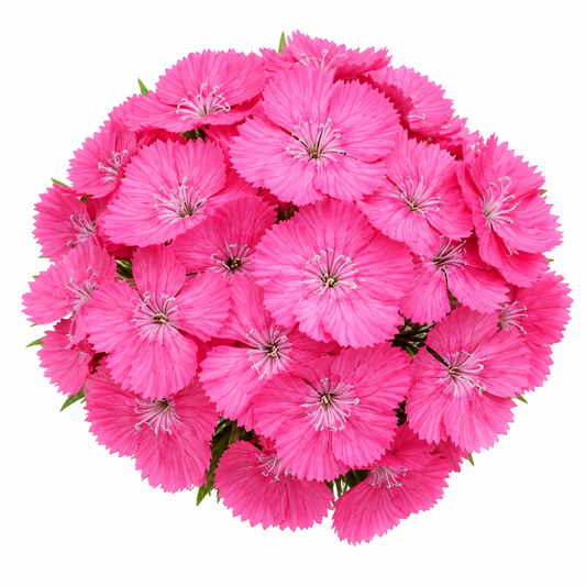 Dianthus barbatus Sweet™ Deep Pink Maxine F1 | Sweet William | Pelleted therapyofflowers.com