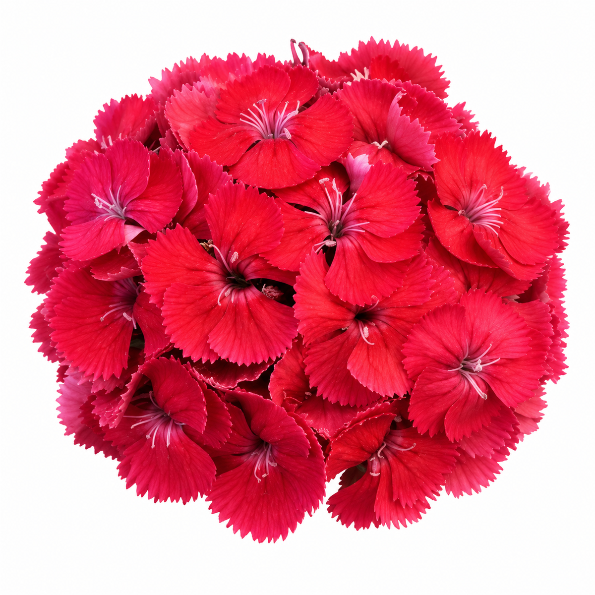 Dianthus barbatus Sweet™ Dusty Flamingo F1 | Sweet William | Pelleted therapyofflowers.com