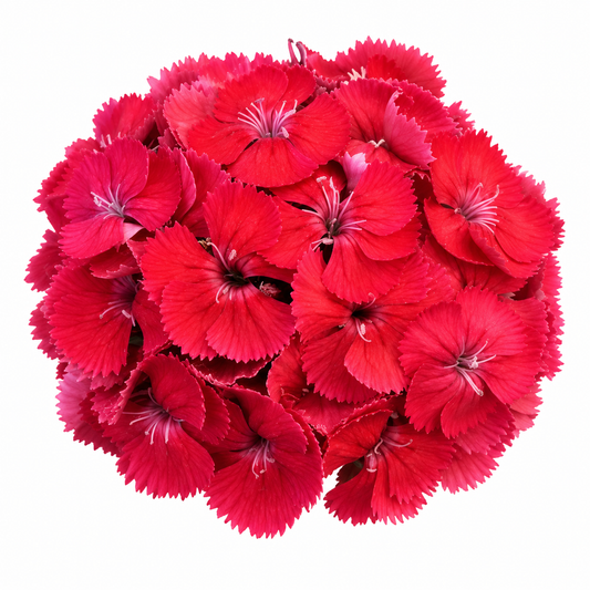 Dianthus barbatus Sweet™ Dusty Flamingo F1 | Sweet William | Pelleted therapyofflowers.com