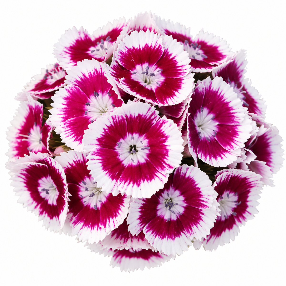 Dianthus barbatus Sweet™ Purple White Bicolor  F1 | Sweet William | Pelleted therapyofflowers.com
