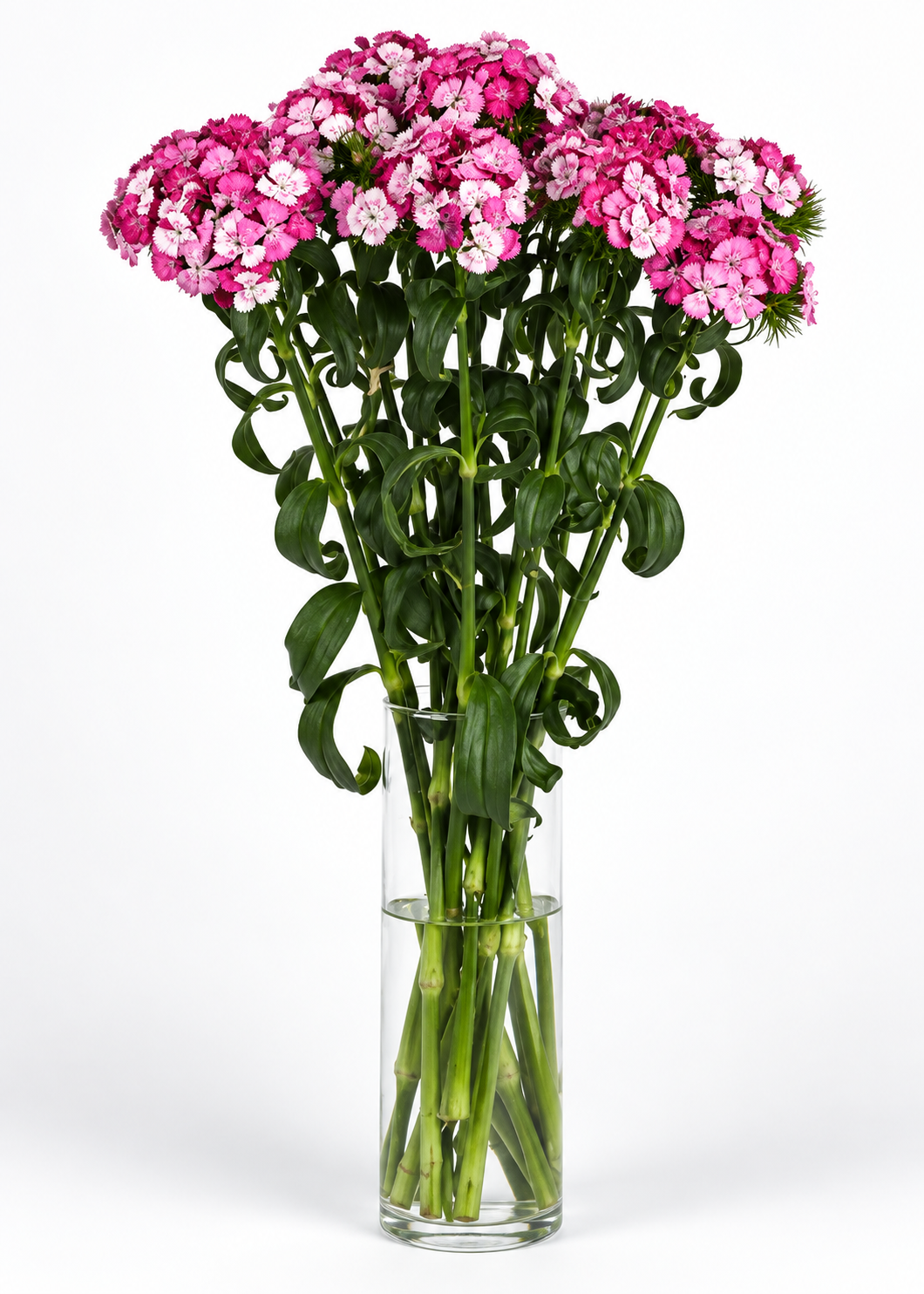 Dianthus barbatus Sweet™ Rose Magic F1 | Sweet William | Pelleted therapyofflowers.com