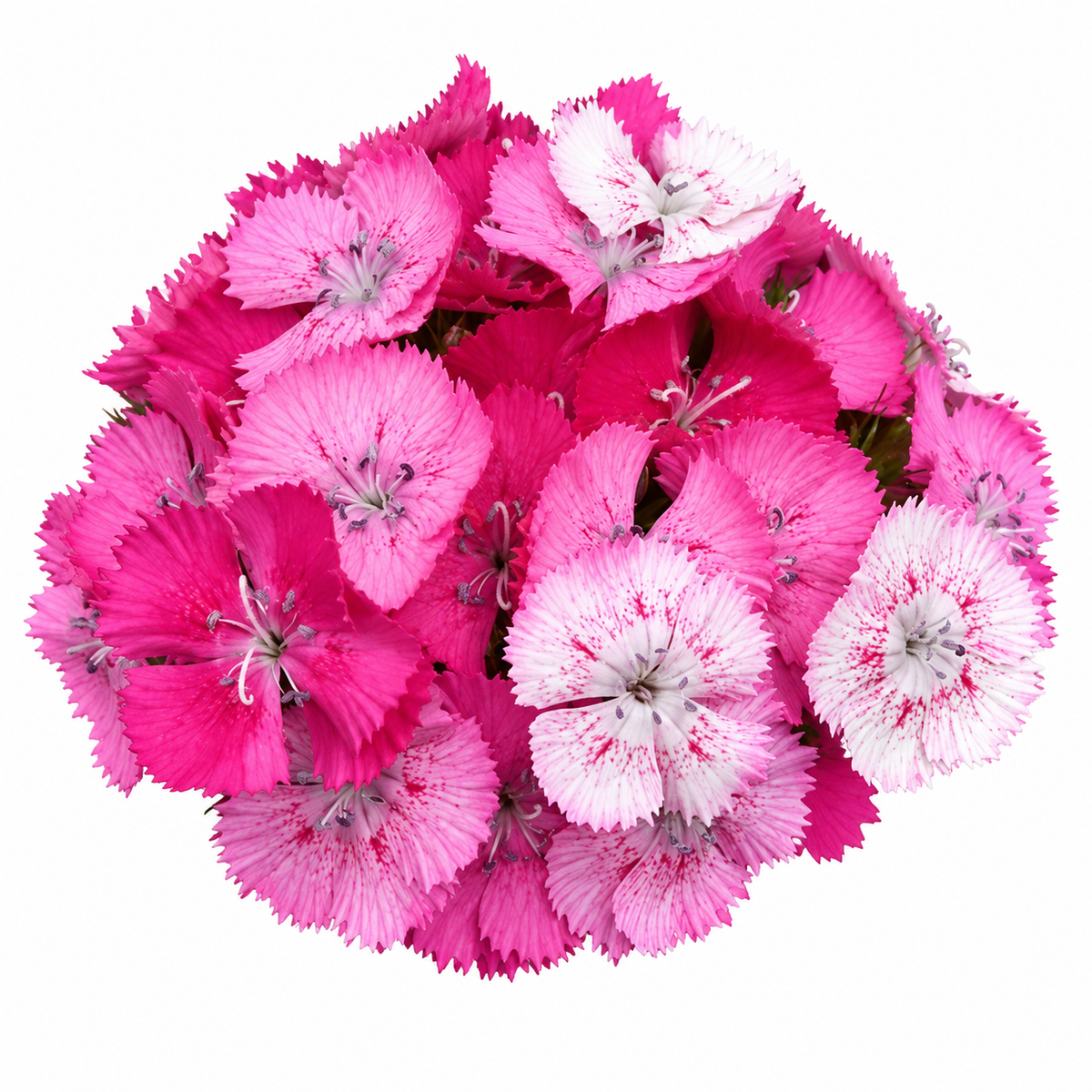 Dianthus barbatus Sweet™ Rose Magic F1 | Sweet William | Pelleted therapyofflowers.com