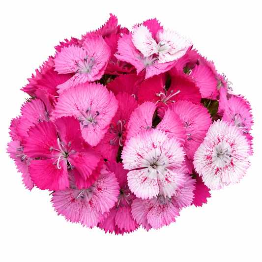 Dianthus barbatus Sweet™ Rose Magic F1 | Sweet William | Pelleted therapyofflowers.com