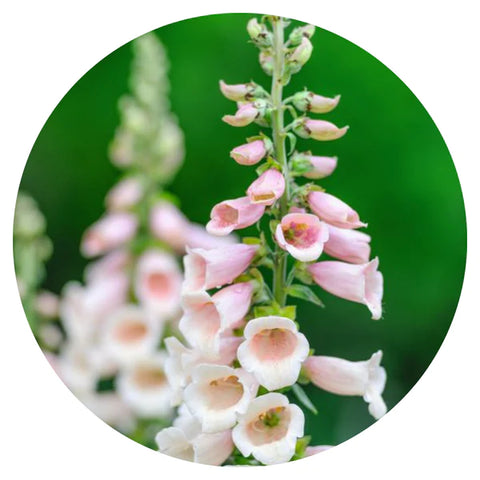 Digitalis purpurea Dalmatian Peach