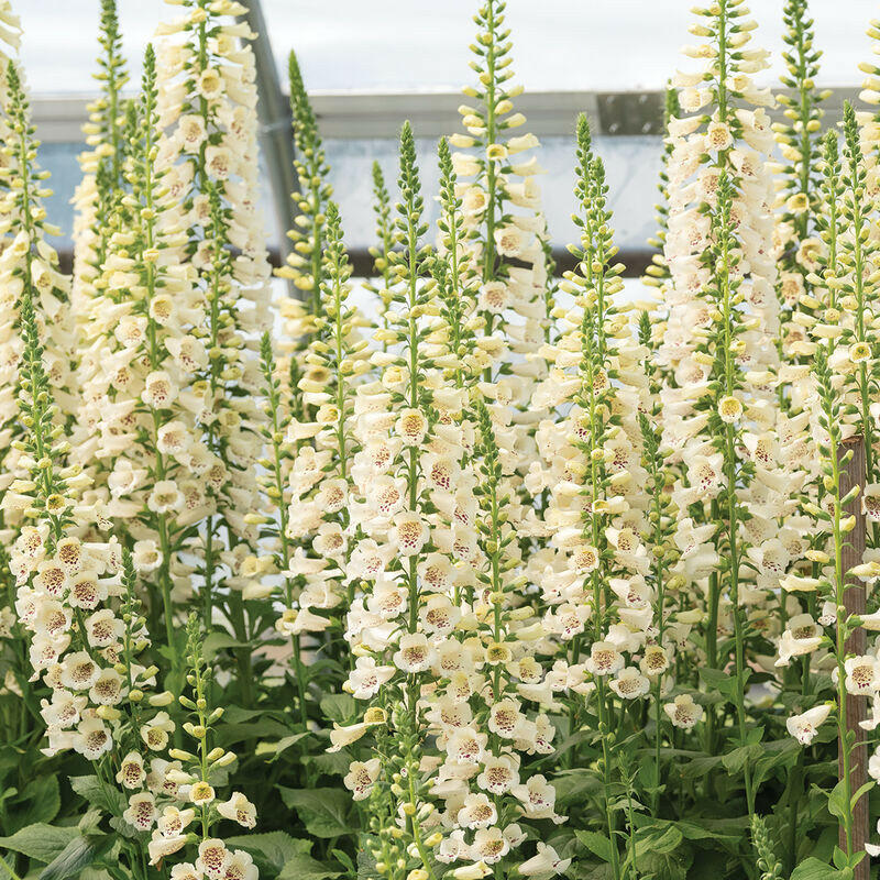 Digitalis purpurea Camelot Cream F1 – therapyofflowers.com
