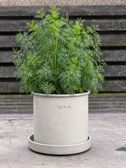 Aneth Fernleaf | Anethum graveolens | Aneth compact | Plante aromatique