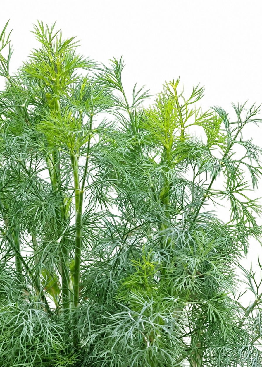 Dill Fernleaf | Anethum graveolens | Compact Dill | Herb