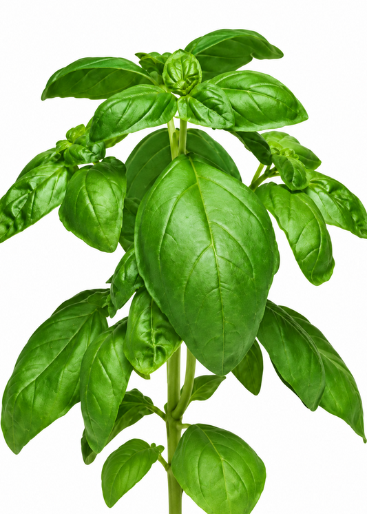 Basil Dolce Fresca  | Ocimum basilicum | Fresh Mediterranean Taste