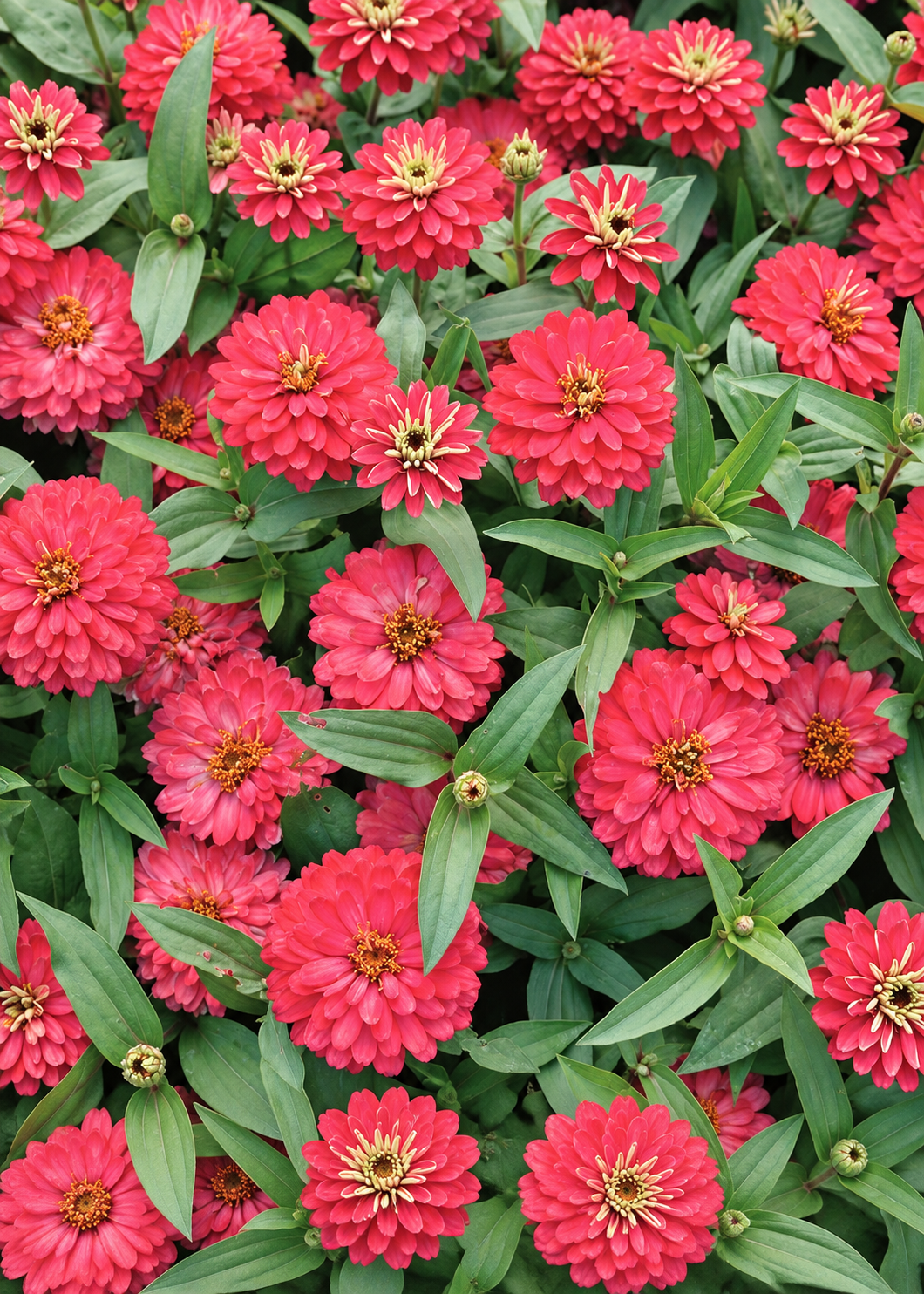 Zinnia marylandica Double Zahara™ Salmon | Double Zinnia