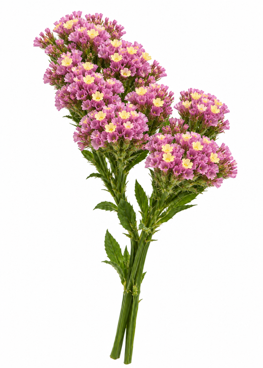 Кермек Forever Happy | Limonium sinuatum