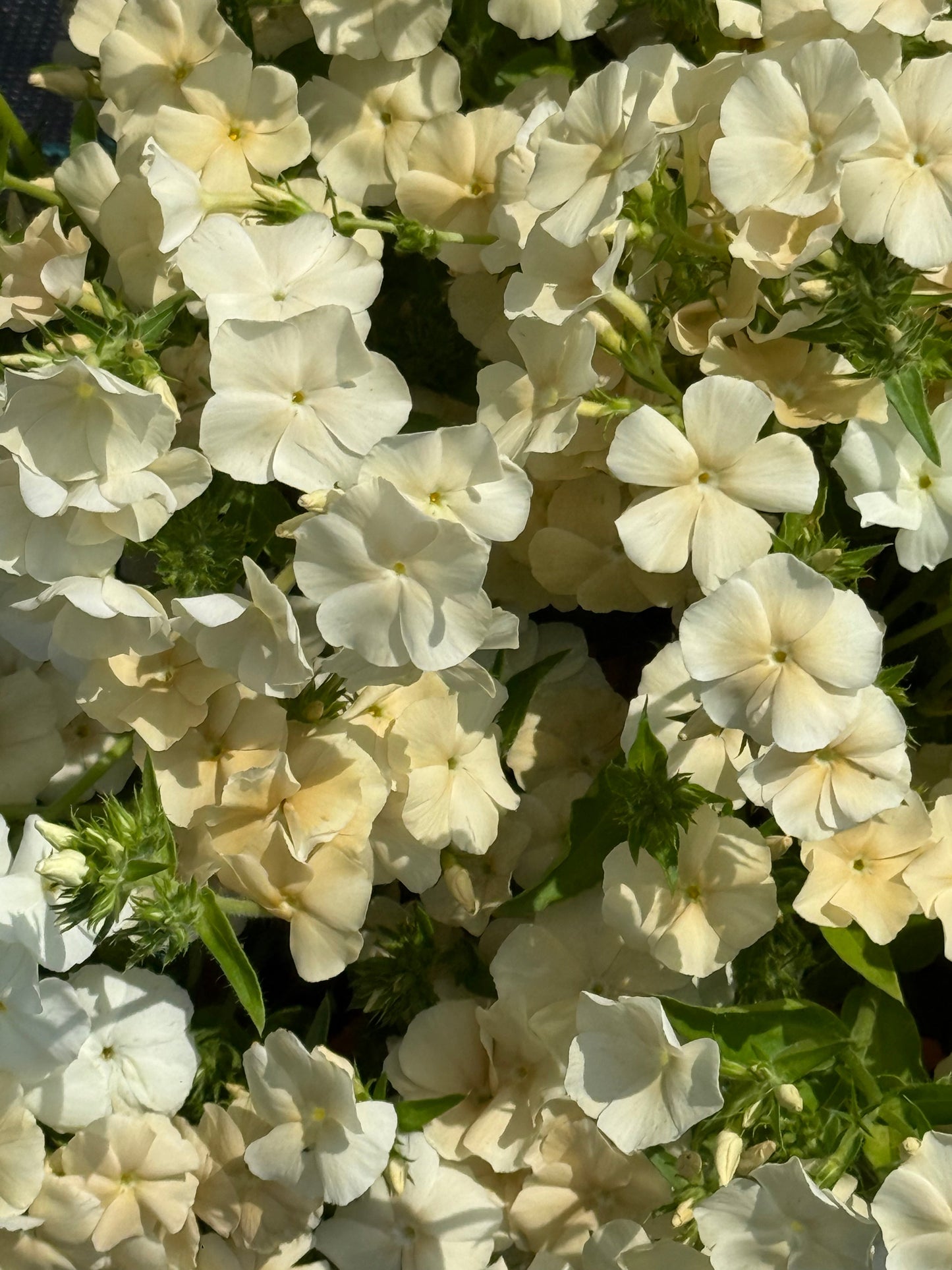 Phlox drummondii ‘Isabellina’ | Annual Phlox therapyofflowers.com