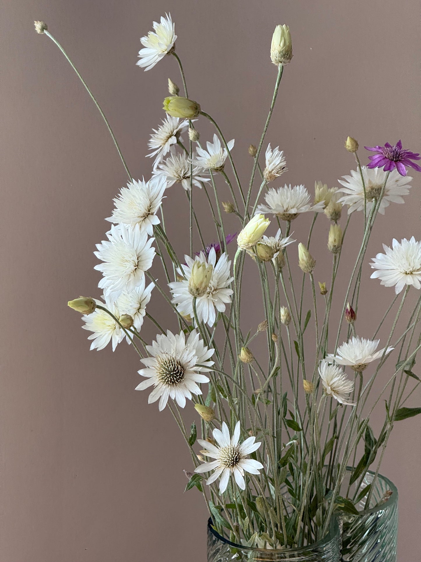 Xeranthemum annuum double Choice Mix | Everlasting Strawflower therapyofflowers.com