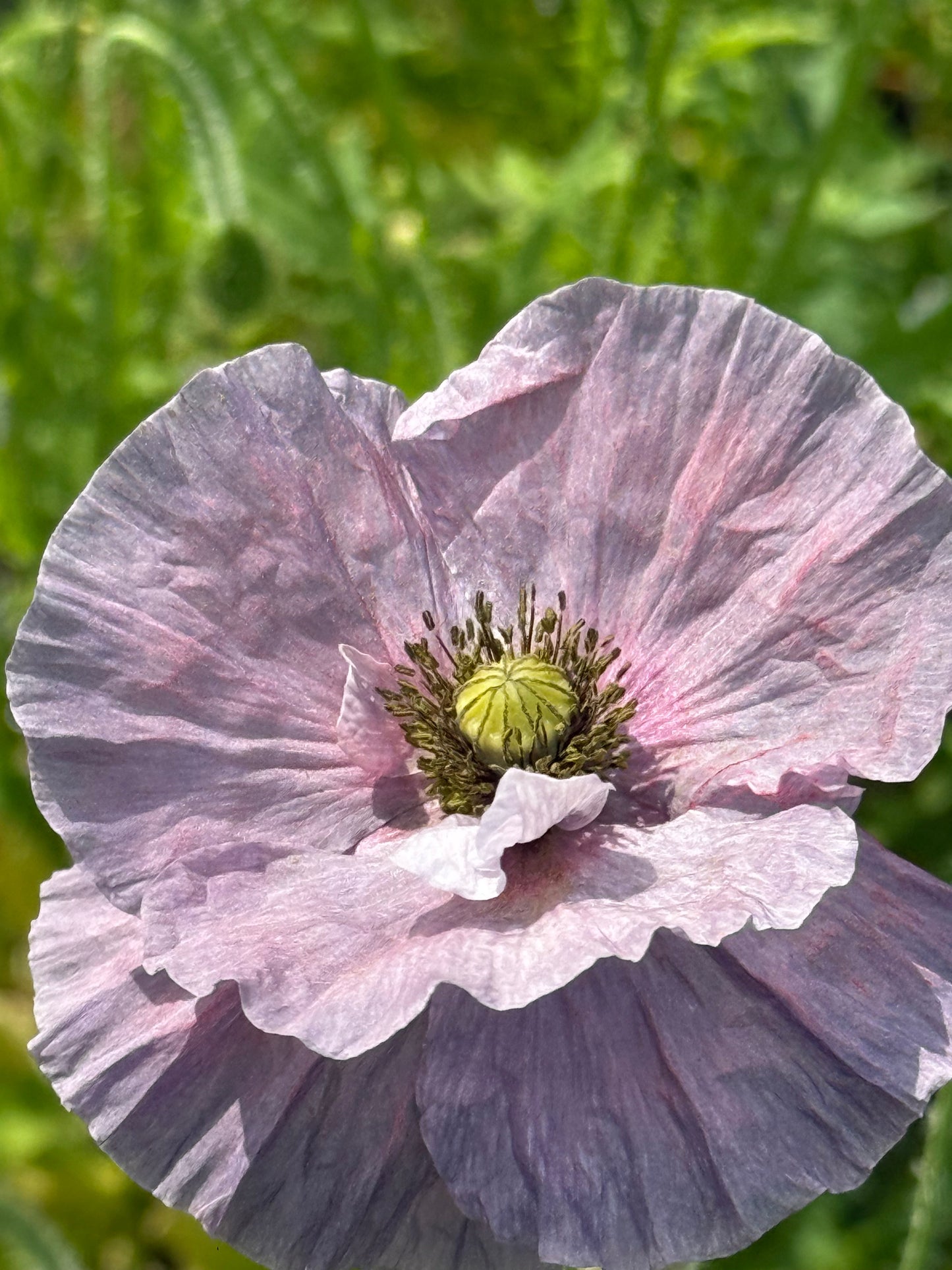 Papaver rhoeas Amazing Grey | Corn Poppy therapyofflowers.com