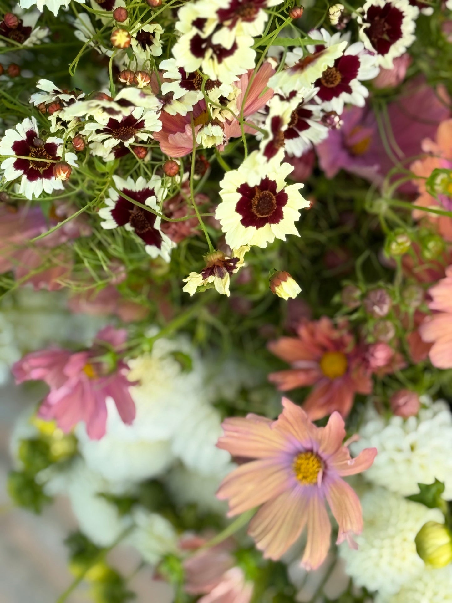 Coreopsis x hybrida Incredible! Swirl | Tickseed therapyofflowers.com