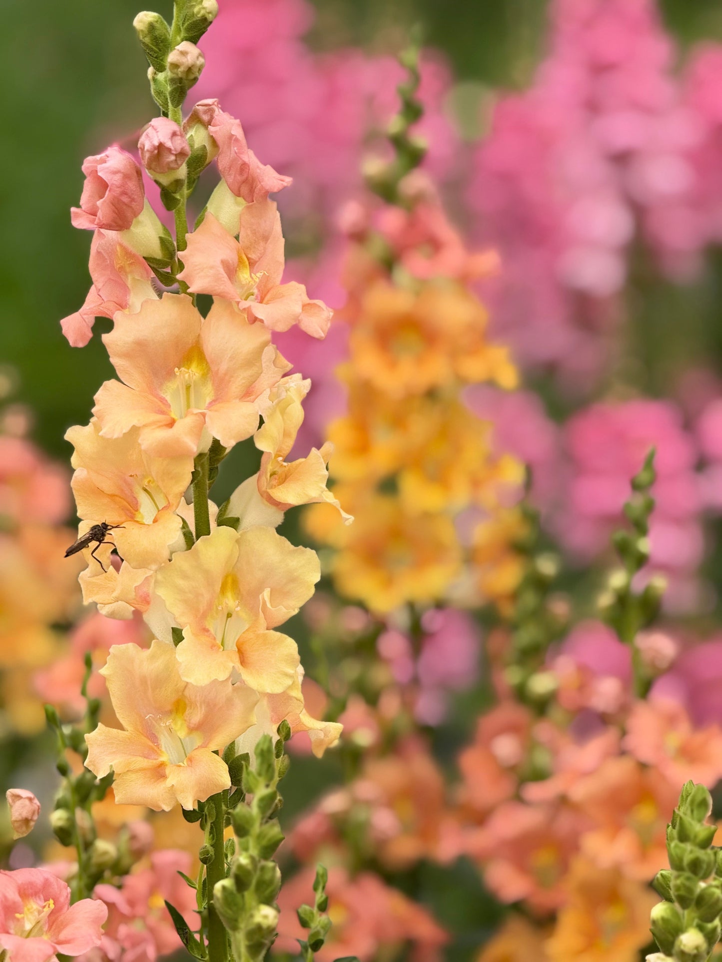 Snapdragon ‘Chantilly™ Salmon’ F1 | Group 1, 2 | Antirrhinum majus | Butterfly-Type therapyofflowers.com