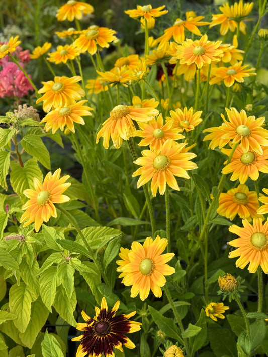 Rudbeckia hirta Prairie Sun | Black-Eyed Susan | Cut Flower therapyofflowers.com