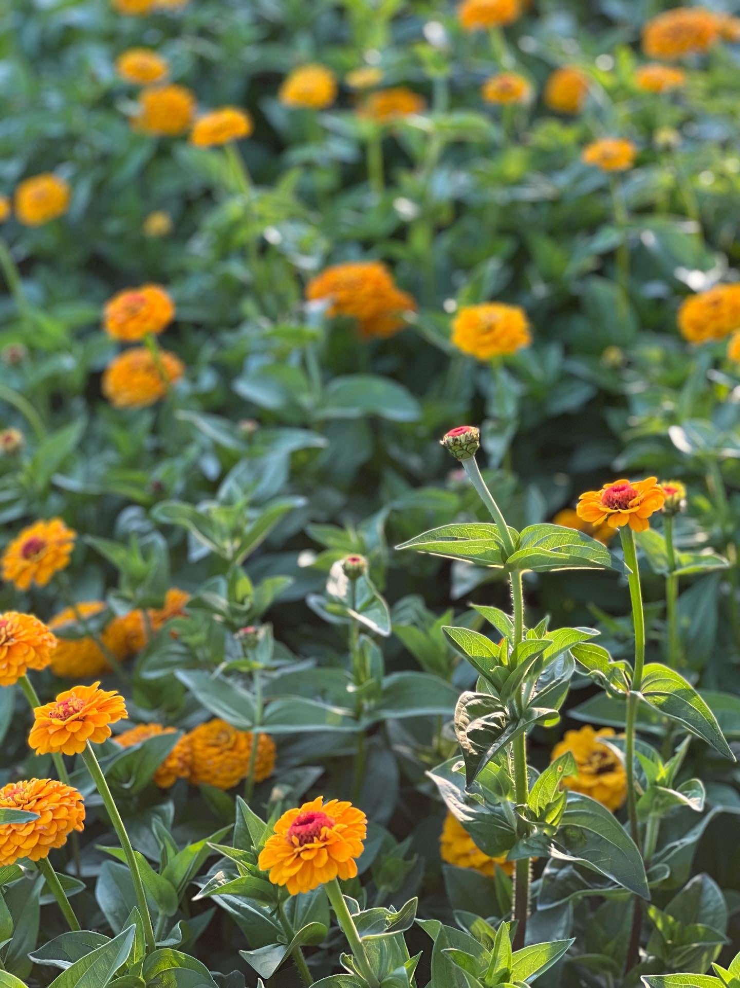 Zinnia elegans OKLAHOMA Golden Yellow | Cut Flower Zinnia therapyofflowers.com