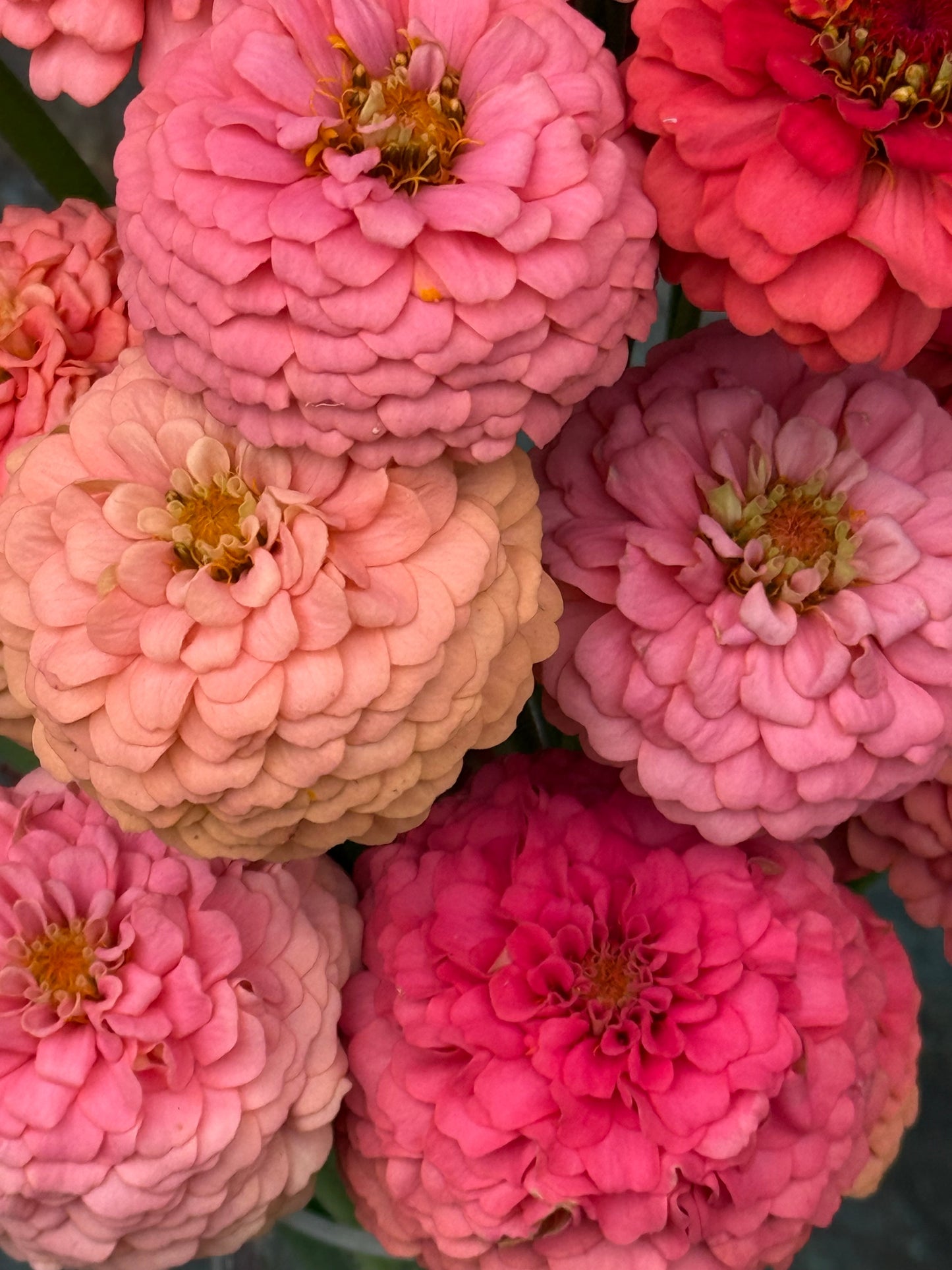 Zinnia elegans OKLAHOMA Salmon | Cut Flower Zinnia therapyofflowers.com