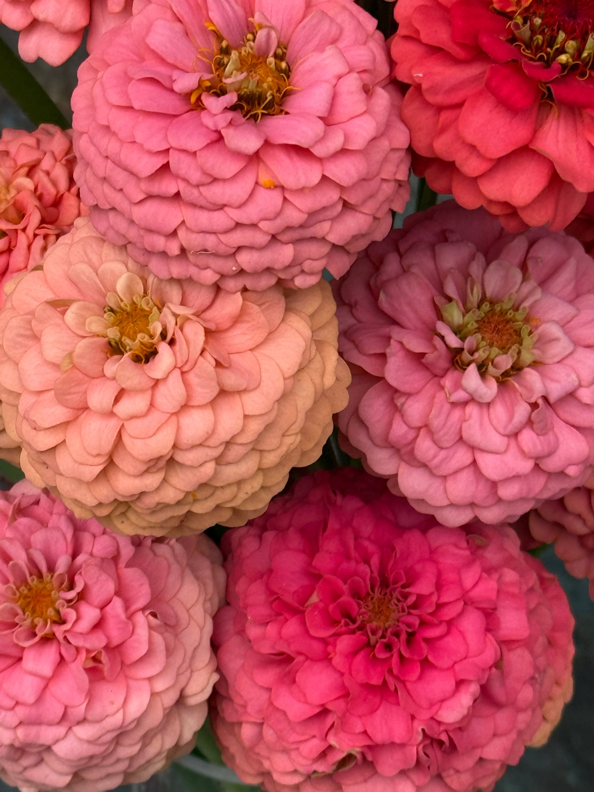 Zinnia elegans OKLAHOMA Salmon | Cut Flower Zinnia therapyofflowers.com