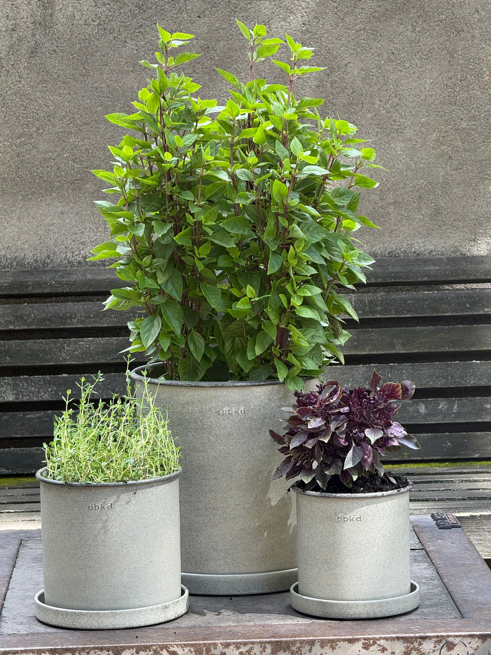 Everleaf Thai Towers Basil | Ocimum basilicum | Aromatic Thai Basil therapyofflowers.com