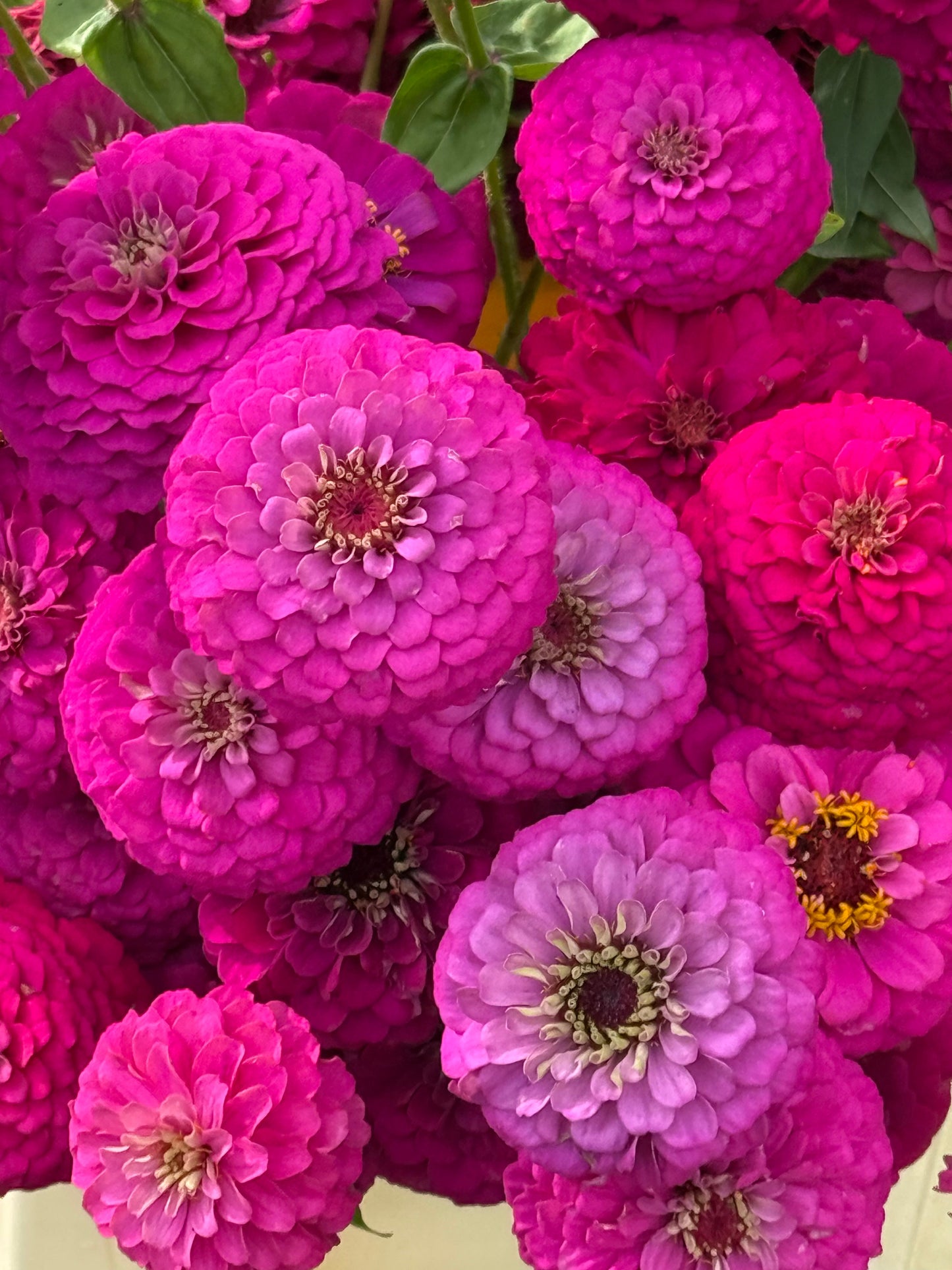 Zinnia elegans Oklahoma Carmine | Elegant Cut Flower Zinnia therapyofflowers.com