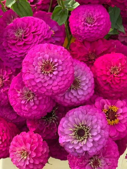 Zinnia elegans Oklahoma Carmine | Elegant Cut Flower Zinnia therapyofflowers.com