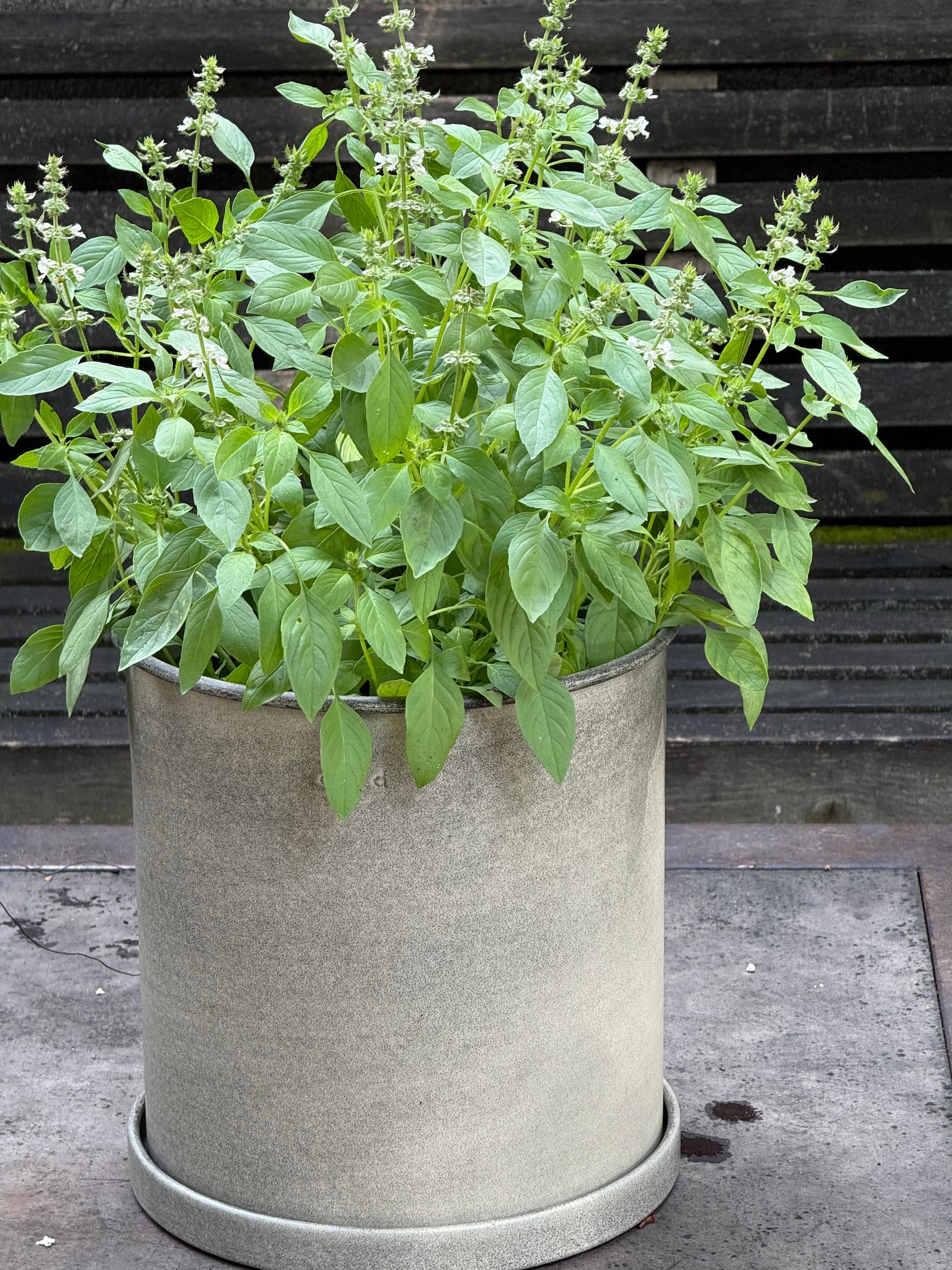 Lemon basil | Ocimum canum | Wild Basil therapyofflowers.com