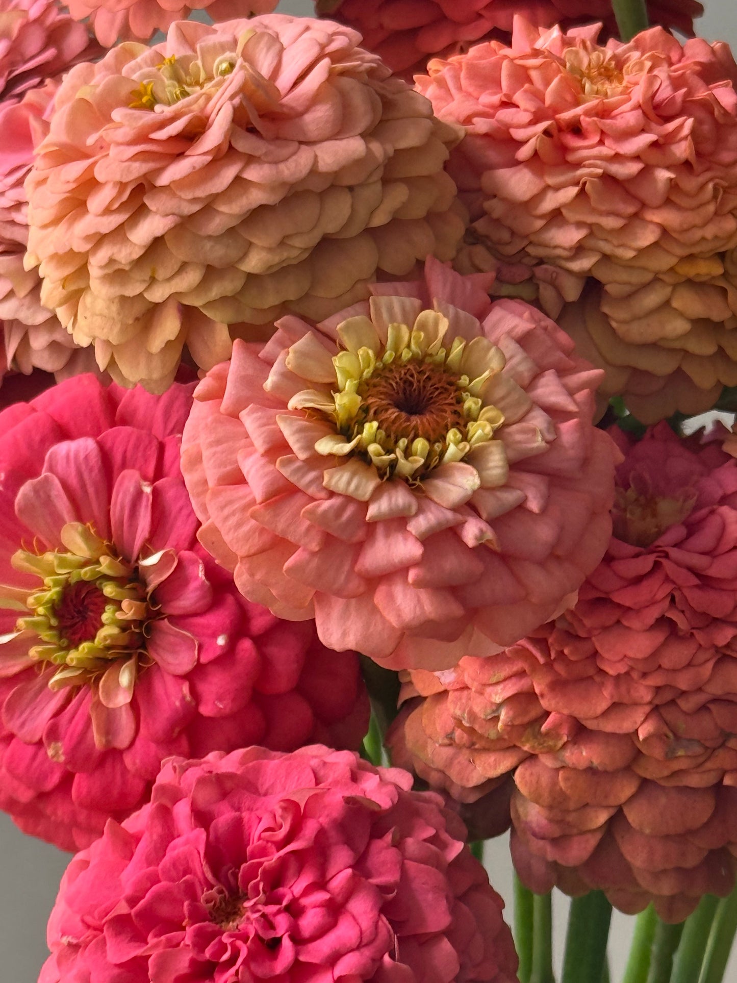 Zinnia elegans OKLAHOMA Salmon | Cut Flower Zinnia therapyofflowers.com