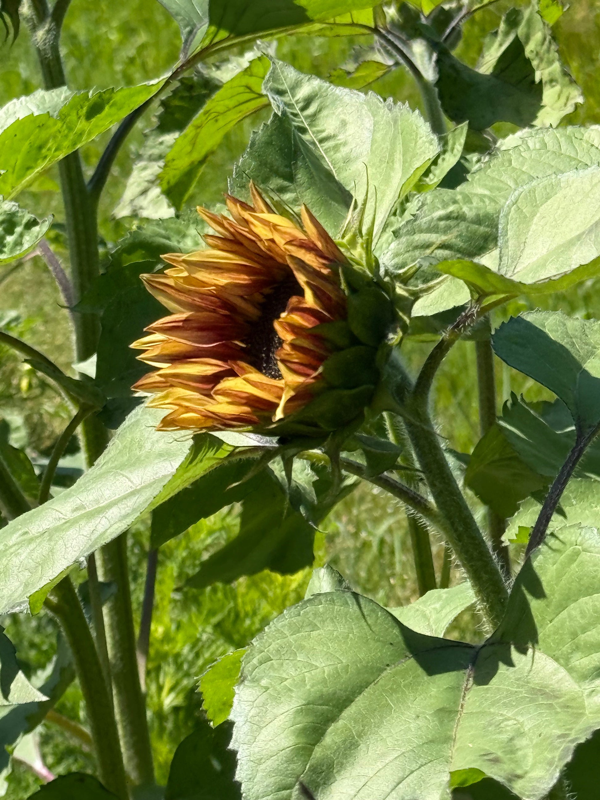 Sunflower ProCut® Plum F1 | Helianthus annuus therapyofflowers.com