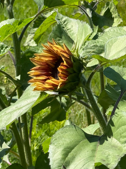 Sunflower ProCut® Plum F1 | Helianthus annuus therapyofflowers.com