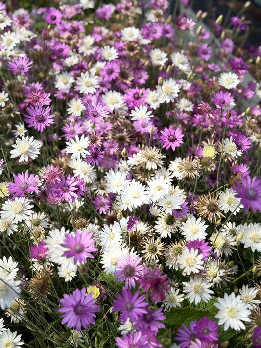 Xeranthemum annuum double Choice Mix | Everlasting Strawflower therapyofflowers.com